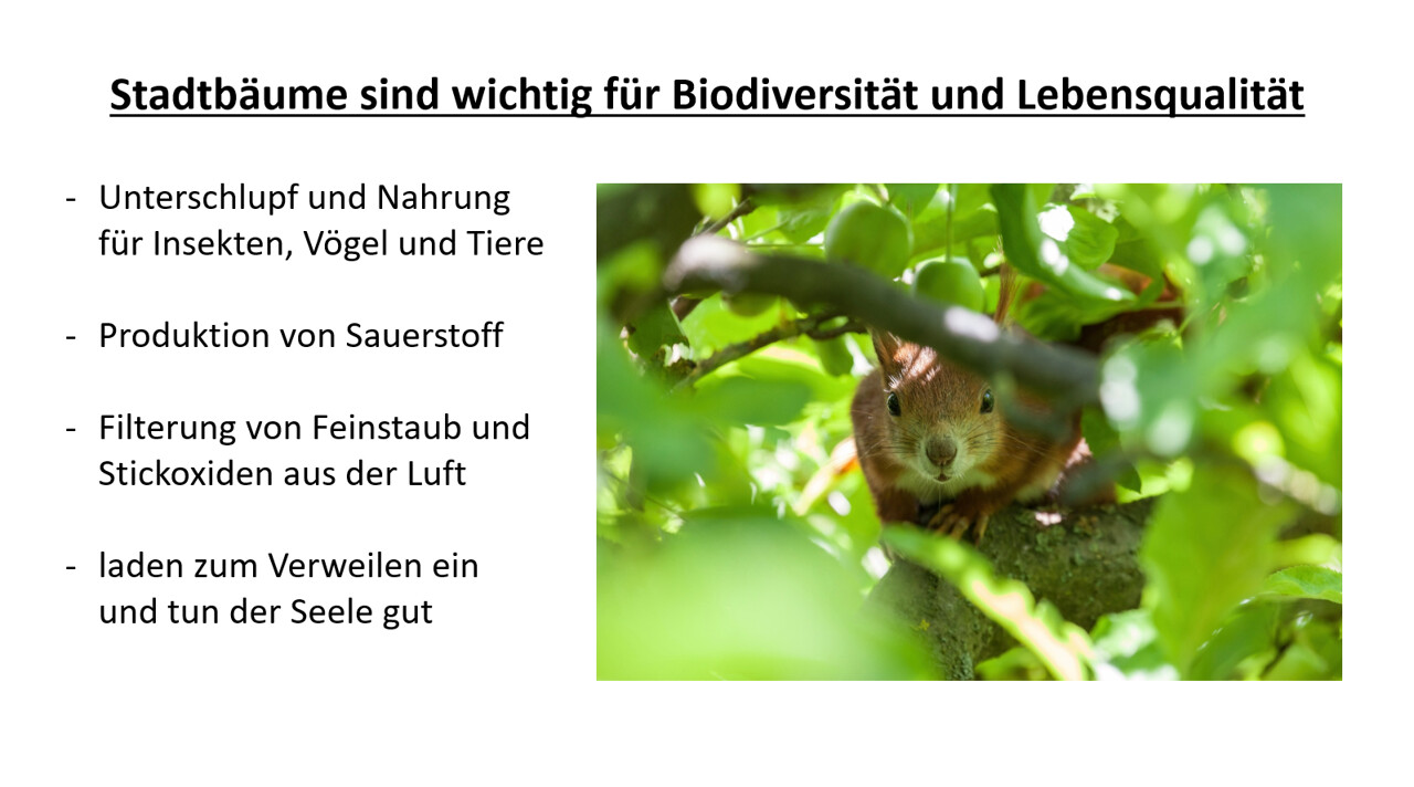 Stadtbaeume sind wichtig für Biodiversität und Lebensqualität