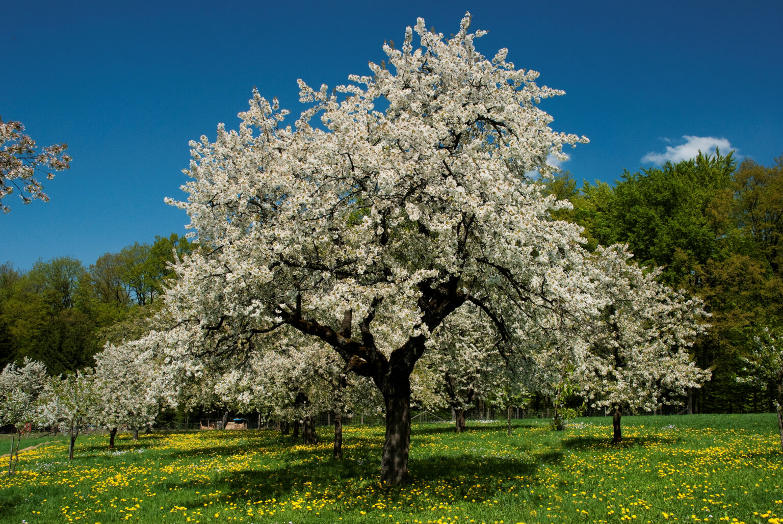 Blühender Baum