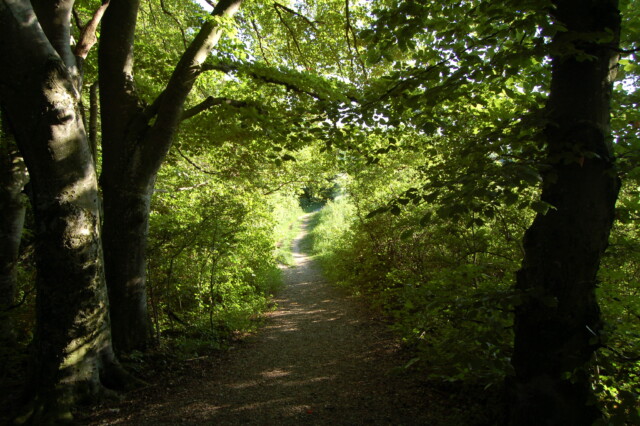 Wald