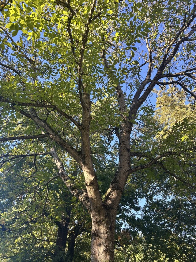 Walnussbaum