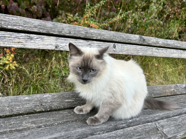 Katze